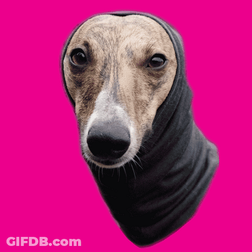 Dog Meme Cool Shades GIF