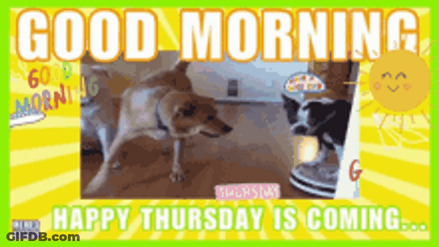 Dog Meme Funny Thursday Is Coming GIF