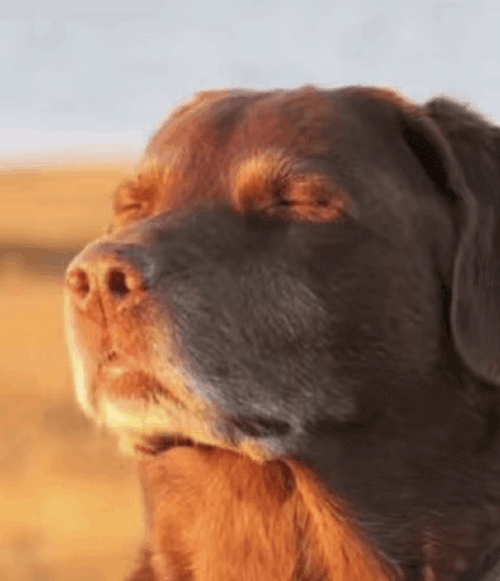 Dog Meme Meme GIF