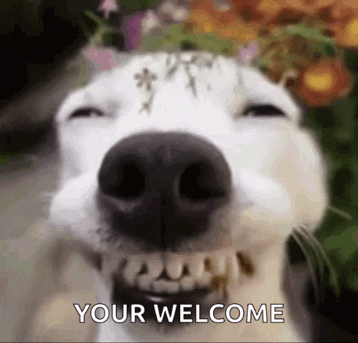 Dog Meme GIF