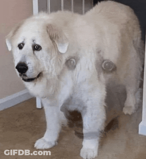Dog Memories Meme GIF