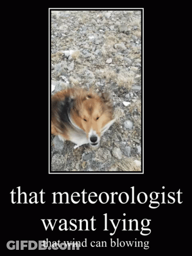 Dog Meteorologist Wind Blowing GIF