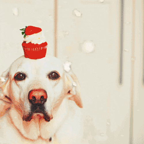 Dog Motivational Quotes Like Emoji GIF