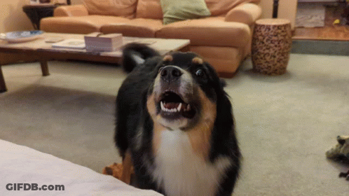 Dog Mouth Open Showing Teeth In Living Room GIF