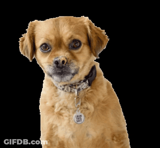 Dog Mushu Licks GIF