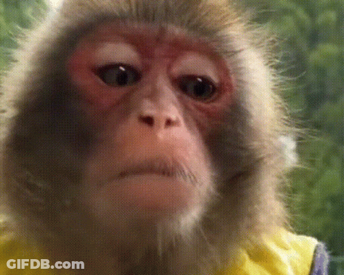 Dog My Sincerest Reaction GIF