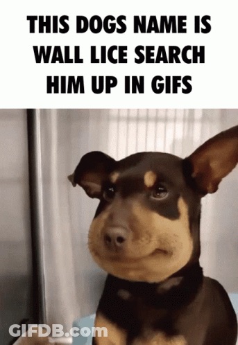 Dog Named Wall Lice Search Him Up In GIF