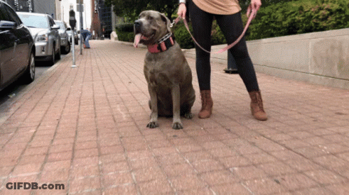 Dog Nashville GIF