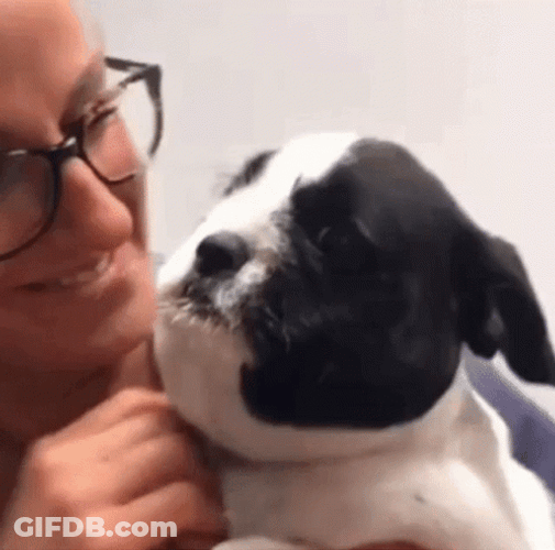 Dog Neck Bee Sting GIF