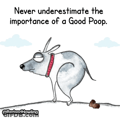 Dog Never Underestimate Importance Of Good Poop GIF