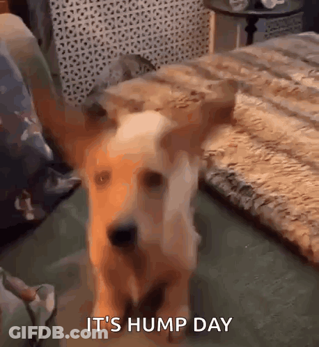 Dog Next To Bed Saying It's Hump Day GIF