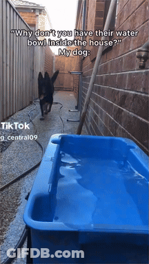 Dog Next To Blue Water Bowl Saying Why Don't You Have Their Water Bowl Inside The House GIF