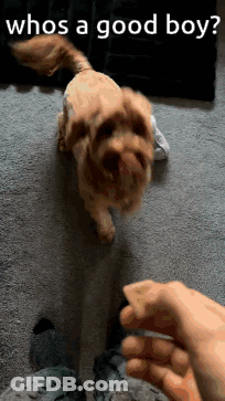 Dog Next To Person Saying Whos A Good Boy GIF