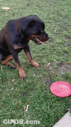 Dog Next To Red Frisbee GIF