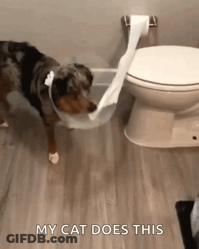 Dog Next To Toilet With Toilet Paper GIF