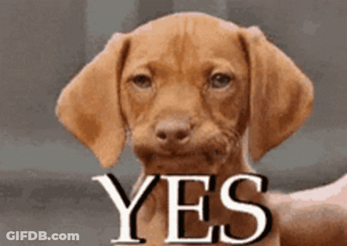Dog Nods Yes I Will Do GIF