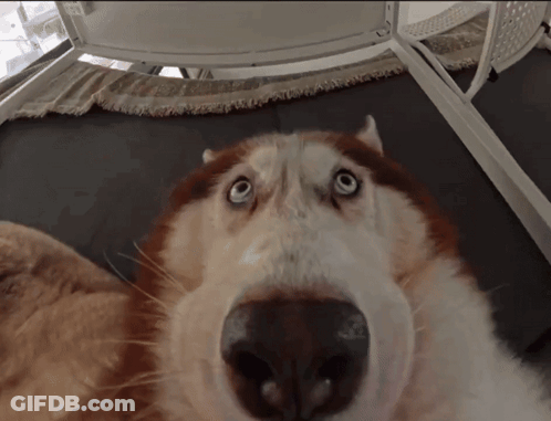 Dog Nose And Blue Eyes Close Up GIF