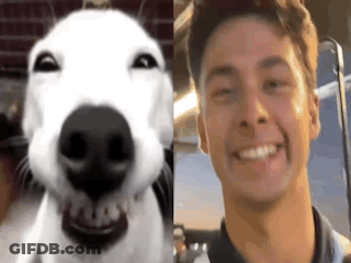 Dog Nose And Man Face Close Up GIF