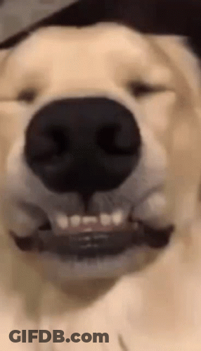 Dog Nose And Mouth Open Close-Up GIF
