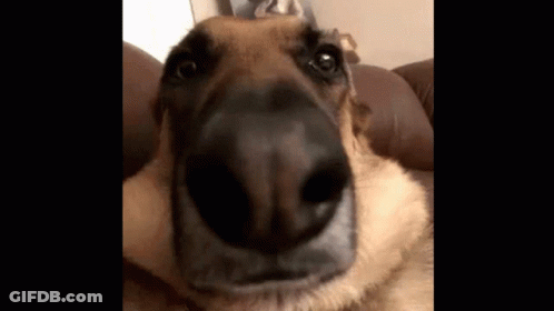 Dog Nose Close Up GIF