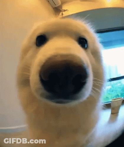 Dog Nose Close Up Fisheye Lens GIF