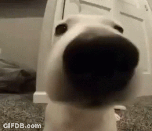 Dog Nose Close Up Looking At Camera GIF