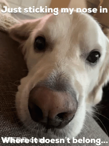 Dog Nose Just Sticking In GIF