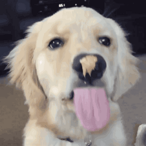 Dog Nose Lick Chocolate GIF