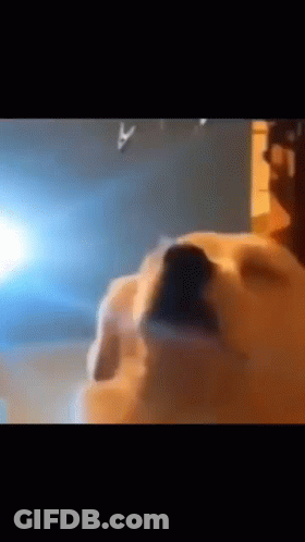 Dog Nose With Blue Light Behind GIF