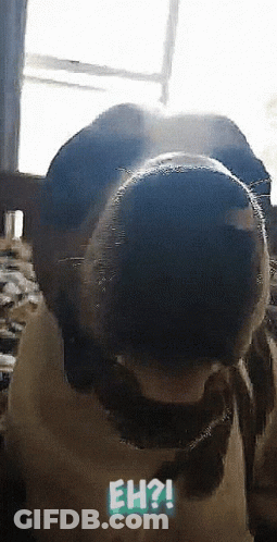 Dog Nose With Eh Question GIF