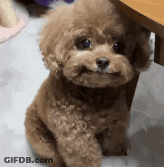 Dog Nose With Flowers On Face GIF