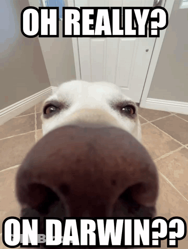 Dog Nose With Oh Really Text GIF