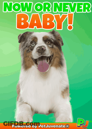 Dog Now Or Never Baby GIF