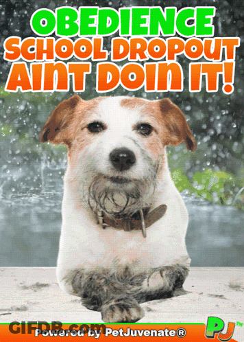 Dog Obedience School Dropout Poster GIF