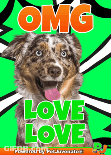 Dog Omg Love Love GIF