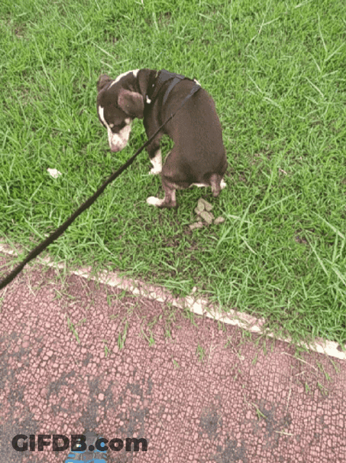 Dog On A Leash Excreting Poop GIF