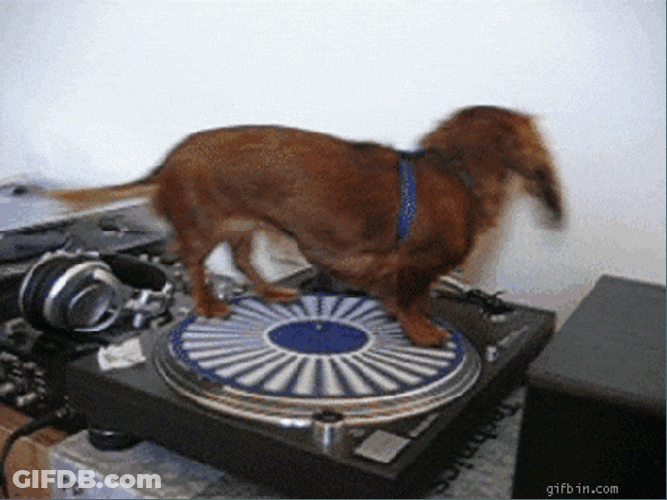 Dog On A Spinning DJ CD Player GIF