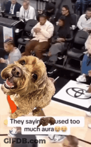 Dog On Basketball Court Saying They Saying Used Too Much Aura GIF