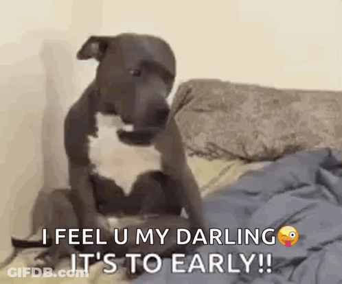 Dog On Bed: I Feel U My Darling GIF