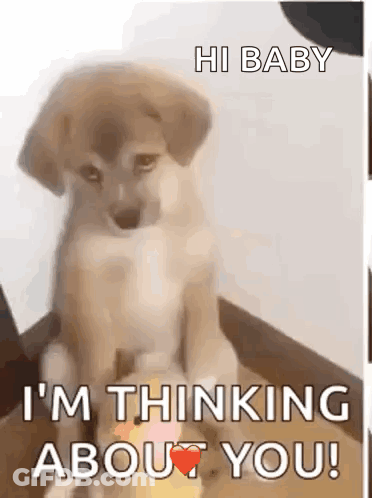 Dog On Box Saying Hi Baby I'm Thinking About You GIF