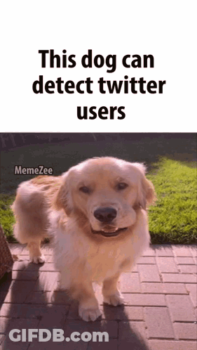 Dog On Brick Sidewalk Detecting Twitter Users GIF