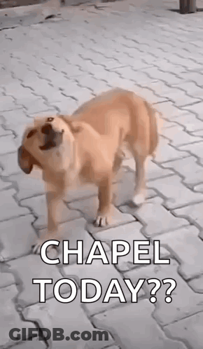 Dog On Brick Sidewalk Saying Chapel Today GIF