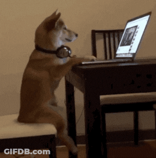 Dog On Computer GIF