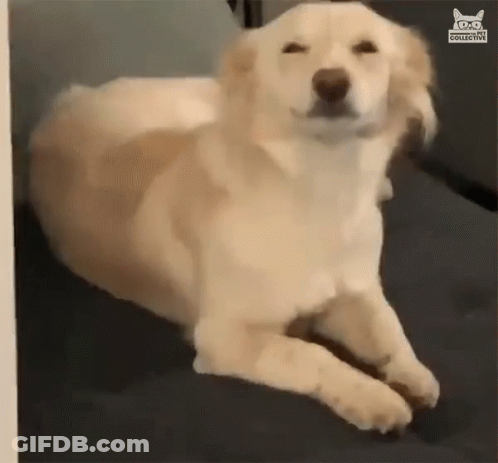 Dog On Couch Eyes Closed Looking At Camera GIF