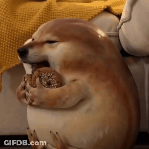 Dog On Couch Holding Donut GIF
