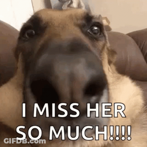 Dog On Couch Looking At Camera GIF