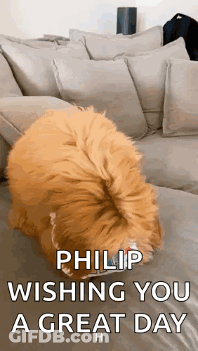 Dog On Couch Philip Wishing You Great Day GIF