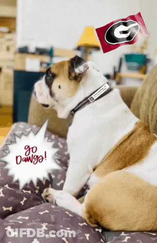 Dog On Couch Saying Go Dawgs GIF