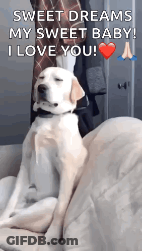 Dog On Couch Sweet Dreams My Sweet Baby I Love You GIF
