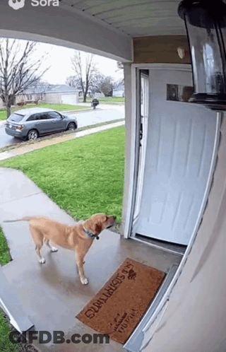 Dog On Don't Worry Door Mat GIF